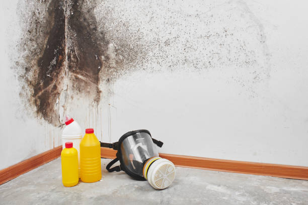 Best Best Mold Removal Companies  in Memphis, MI