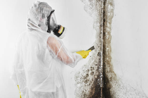 Best Mold Removal Company Near Me  in Memphis, MI