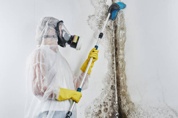 Best Professional Mold Removal  in Memphis, MI