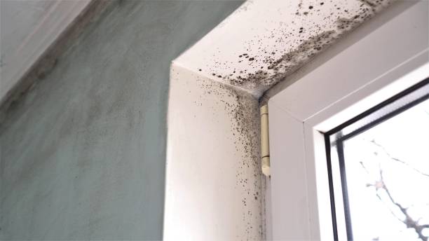 Best Attic Mold Removal  in Memphis, MI