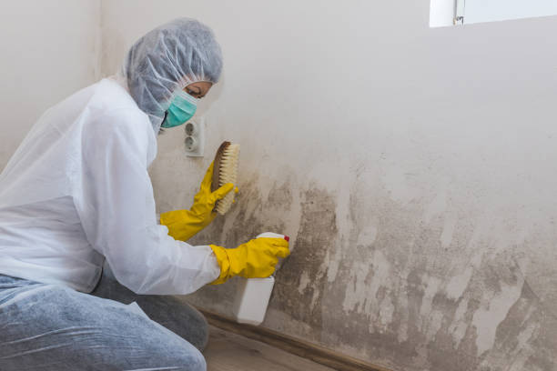 Best Affordable Mold Removal  in Memphis, MI