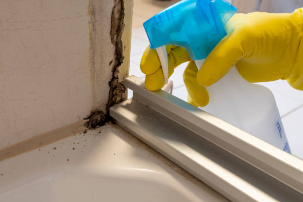 Best Mold Removal Near Me  in Memphis, MI