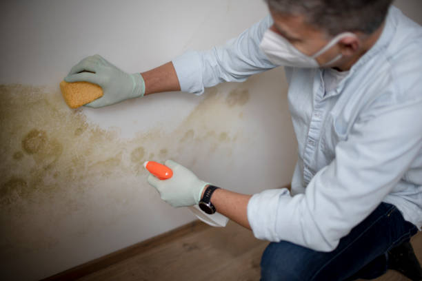 Best Home Mold Removal  in Memphis, MI