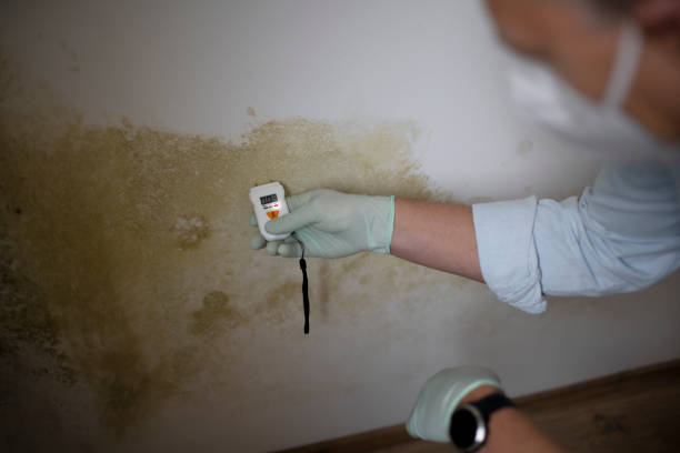 Best Mold Remediation  in Memphis, MI