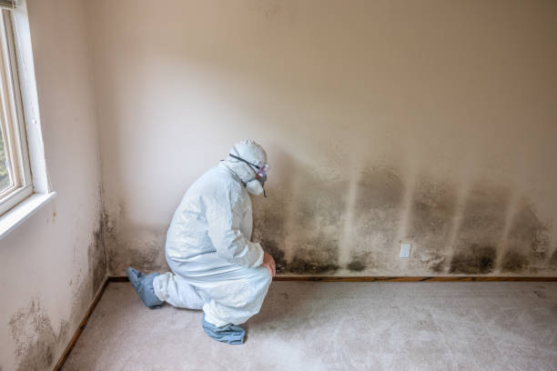 Best Mold Damage Repair  in Memphis, MI