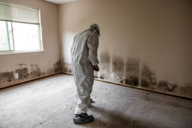 Best Mold Remediation Services  in Memphis, MI