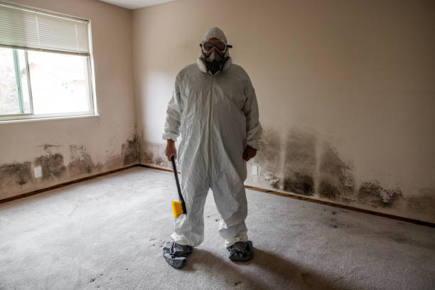 Best Mold Damage Repair  in Memphis, MI