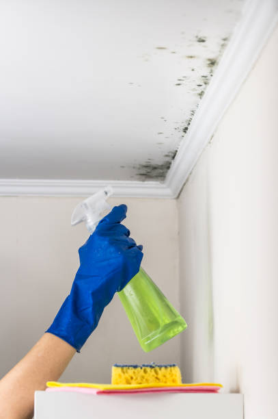 Best Fast Mold Removal  in Memphis, MI