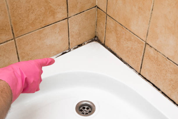 Best Mold Cleaning Services  in Memphis, MI